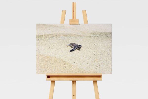 Baby turtle walking on the sand print