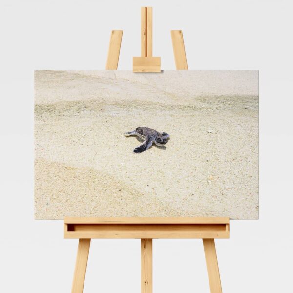 Baby turtle walking on the sand print