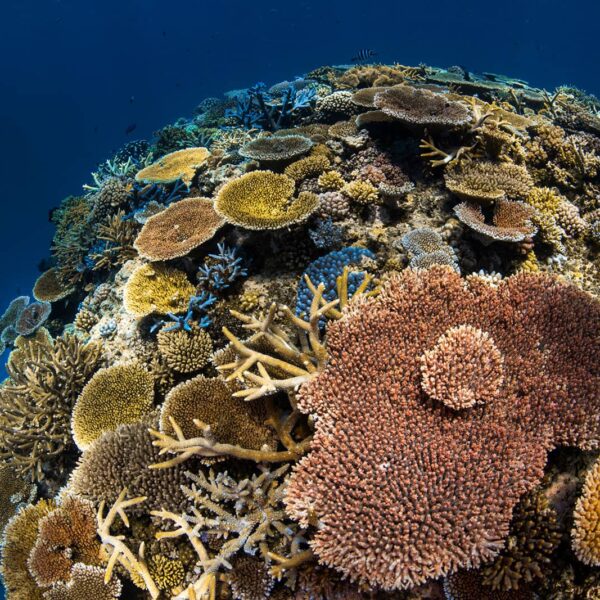 Sometimes the shallows are where you find the magic underwater. Photographed at Two Towers dive site at Ribbon Reef No. 10, QLD, Australia