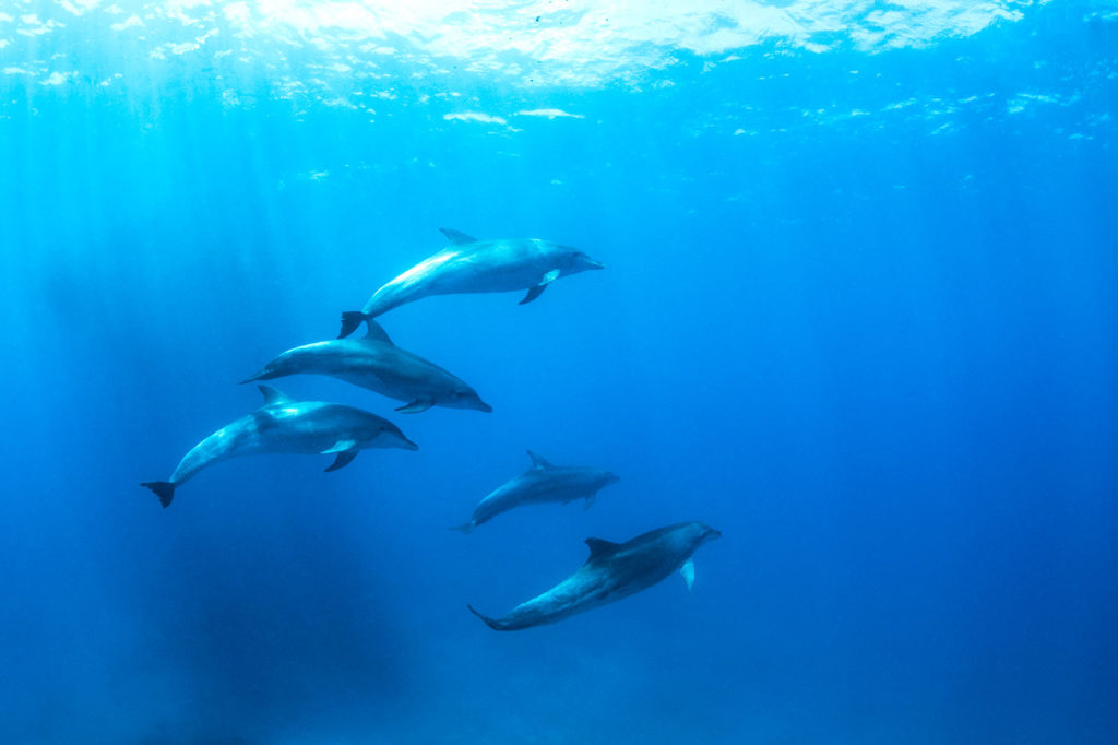Underwater print of five dolphins swimming in the ocean underwater print
