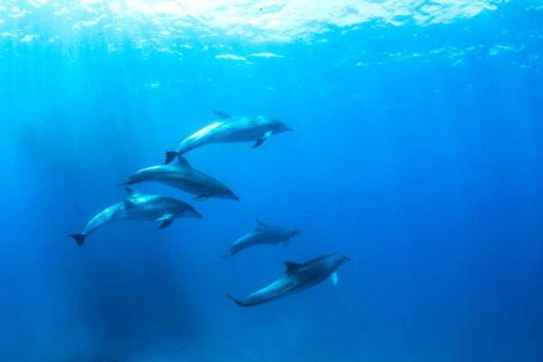 Underwater print of five dolphins swimming in the ocean underwater print