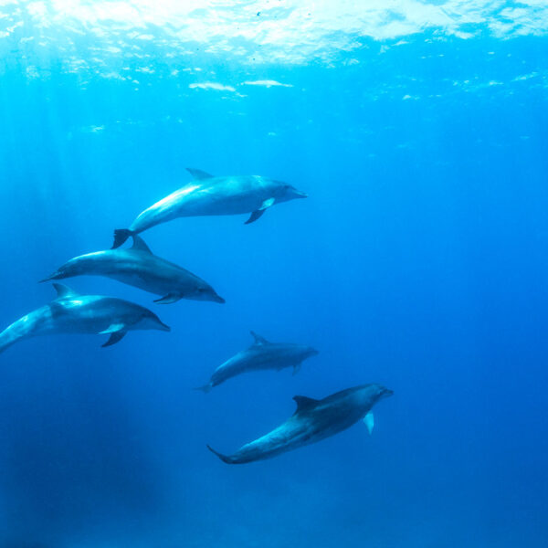 Underwater print of five dolphins swimming in the ocean underwater print