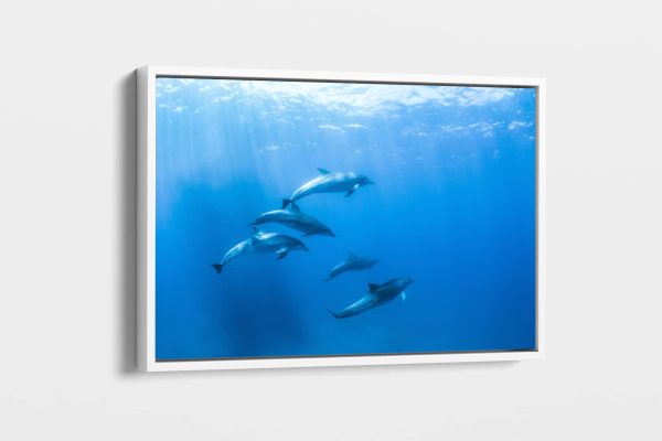 Dolphins Underwater