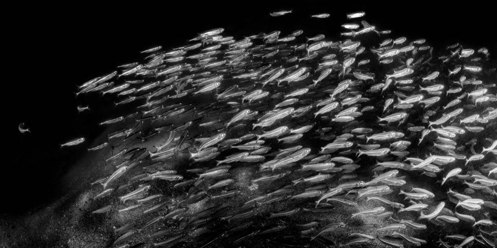 School of fish at Low Isles, underwater black and white print