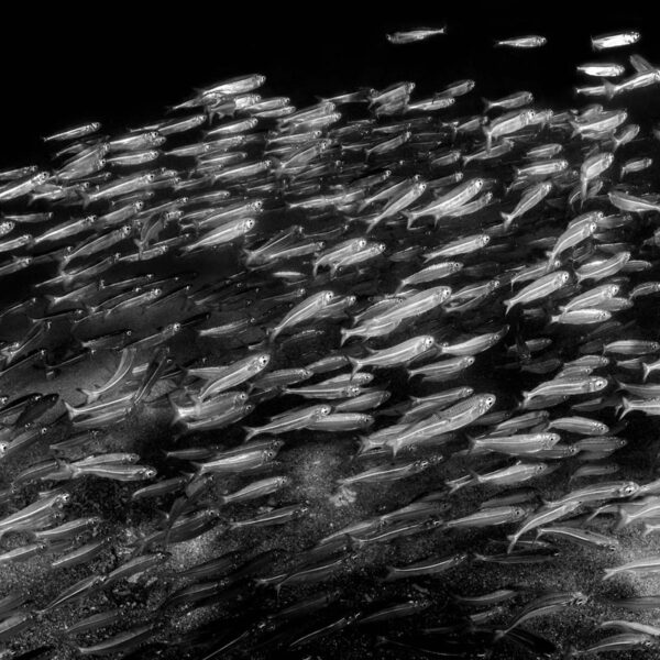 School of fish at Low Isles, underwater black and white print