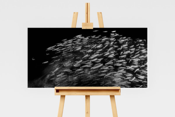 School of fish at Low Isles, underwater black and white print