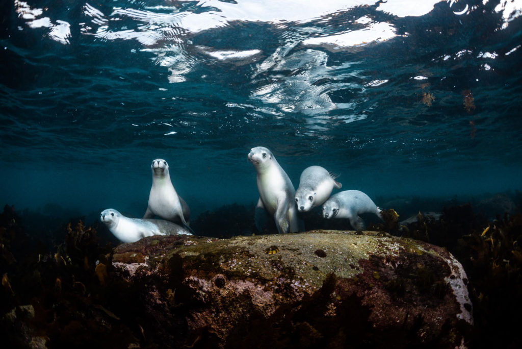 Five Australian sea lions sitting on a rock underwater in South Australia, underwater print