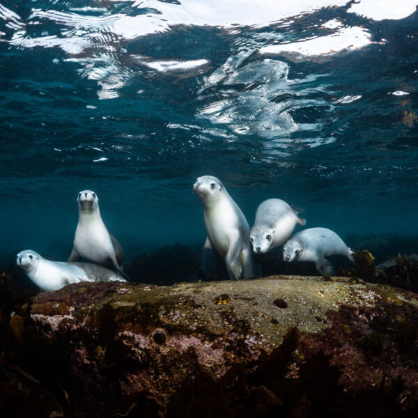 Five Australian sea lions sitting on a rock underwater in South Australia, underwater print
