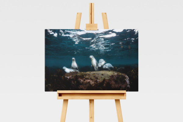 Five Australian sea lions sitting on a rock underwater in South Australia, underwater print