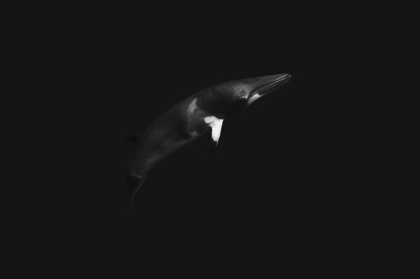 Minke whale underwater in Australia, black and white print
