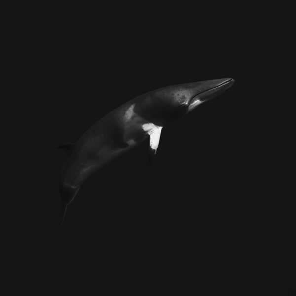 Minke whale underwater in Australia, black and white print