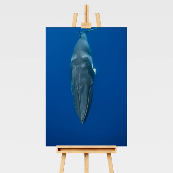 Underwater print of a Minke whale swimming in Australia