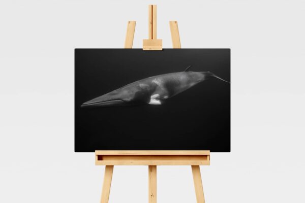 Minke whale underwater in Australia, black and white print