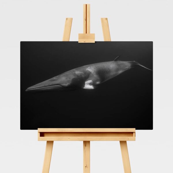 Minke whale underwater in Australia, black and white print