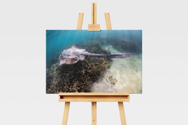 Cowtail stingray at Heron Island, Great Barrier Reef, underwater print