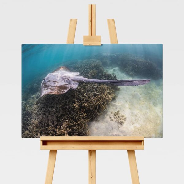 Cowtail stingray at Heron Island, Great Barrier Reef, underwater print
