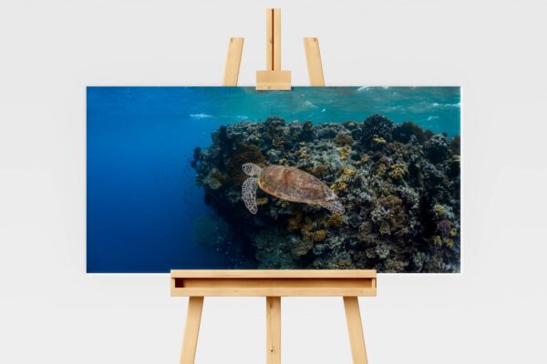 Green sea turtle swimming at Agincourt Reef, Great Barrier Reef, underwater print