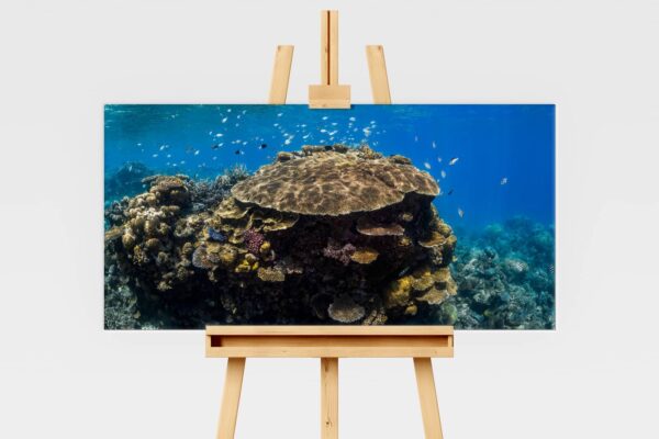 Coral reefscape at Agincour Reef, Great Barrier Reef underwater print