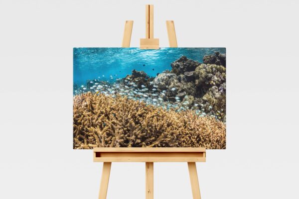 Blue-green chromis on the Great Barrier Reef underwater print