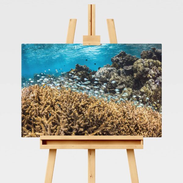 Blue-green chromis on the Great Barrier Reef underwater print