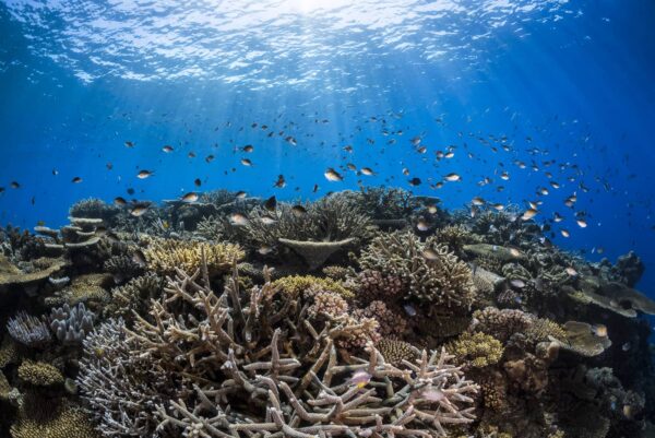 Underwater print of a healthy coral reef on the Great Barrier Reef, Australia