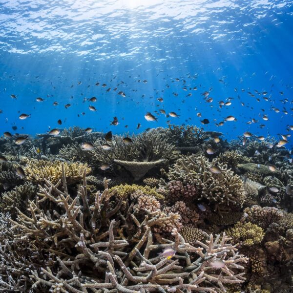 Underwater print of a healthy coral reef on the Great Barrier Reef, Australia