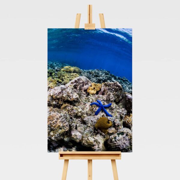 Underwater print of a star fish or sea star on the Great Barrier Reef in Australia