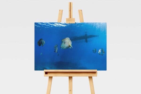 Underwater print of a humphead wrasse swimming in the Great Barrier Reef