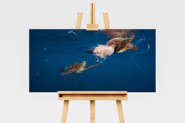 Underwater print of green sea turtles eating a moon jellyfish