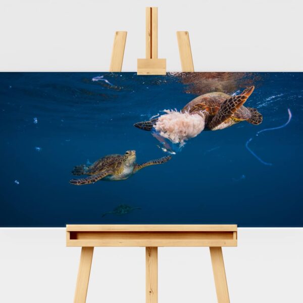 Underwater print of green sea turtles eating a moon jellyfish