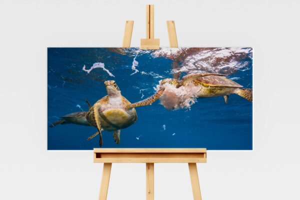 Green sea turtle slapping another turtle in the face with a jellyfish