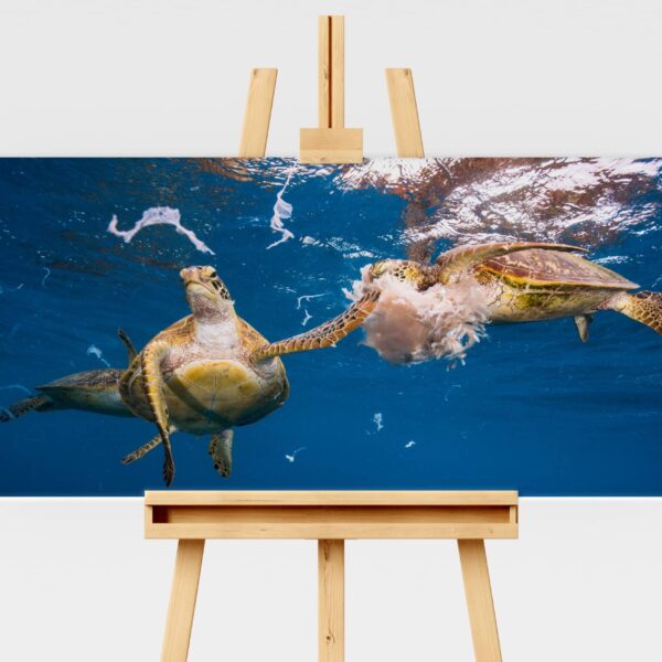 Green sea turtle slapping another turtle in the face with a jellyfish