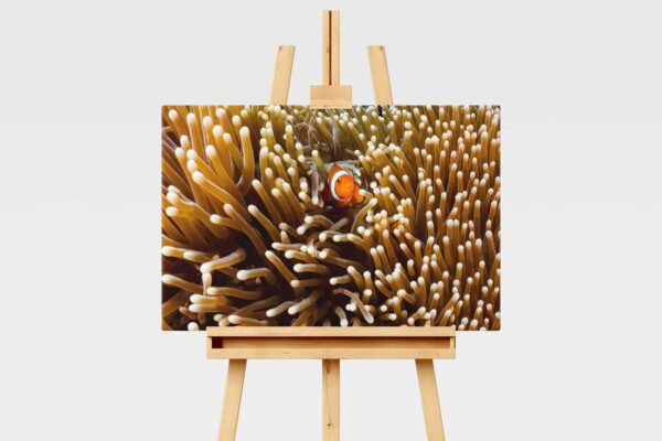 Underwater print of a clown fish in a sea anemone on the Great Barrier Reef