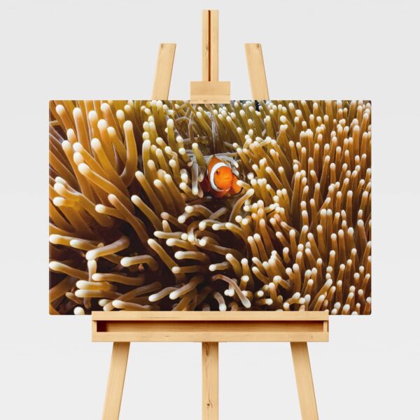 Underwater print of a clown fish in a sea anemone on the Great Barrier Reef