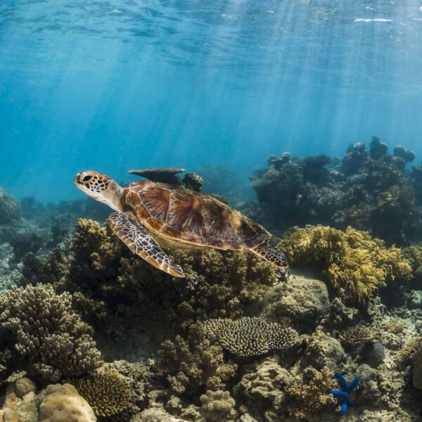 Underwater print of a green sea turtle swimming on the Great Barrier Reef
