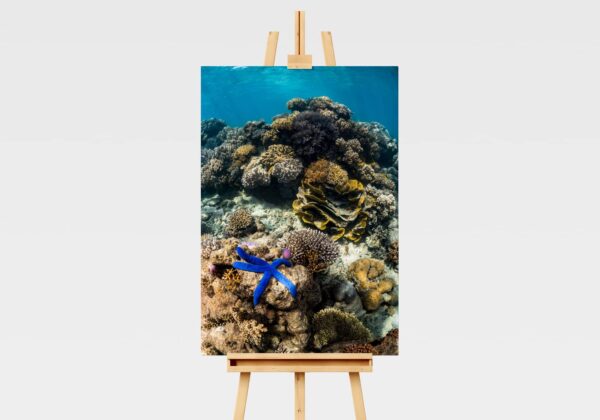 Underwater print of a star fish or sea star on the Great Barrier Reef in Australia