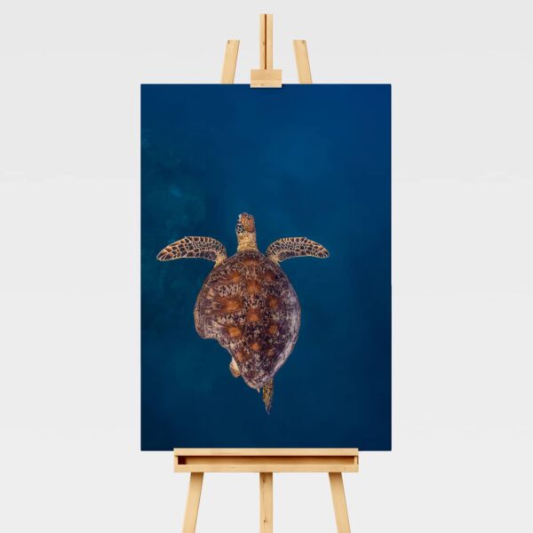 Underwater print of a green sea turtle with a broken shell from a shark bite