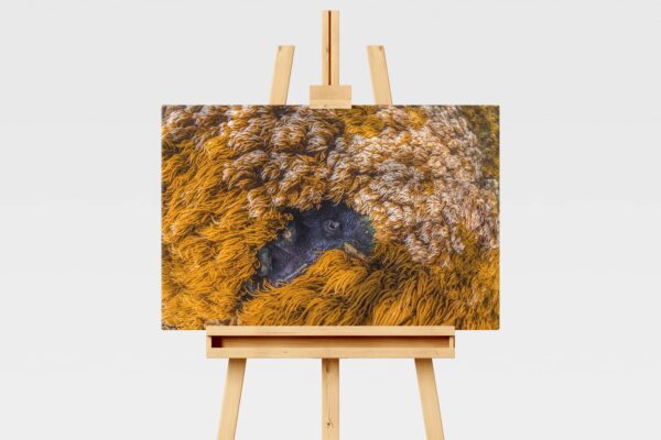 Underwater print of a giant clam on the Great Barrier Reef