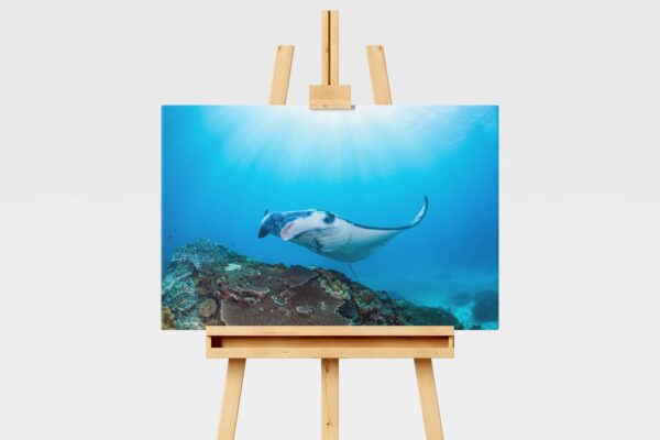Underwater print of a manta ray in Indonesia