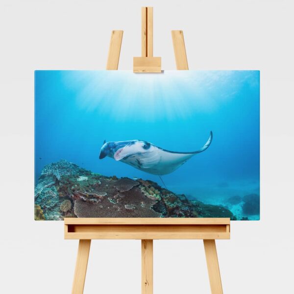 Underwater print of a manta ray in Indonesia