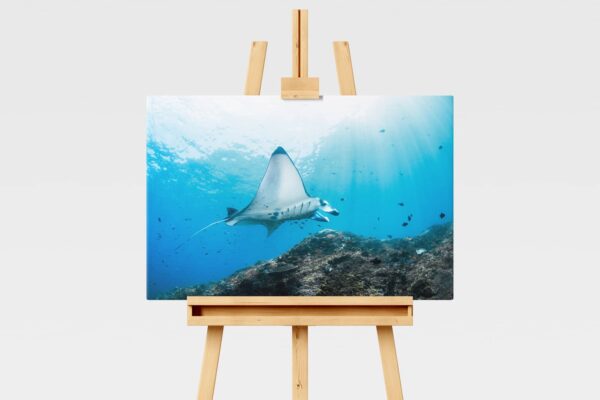 Underwater print of a manta ray in Indonesia