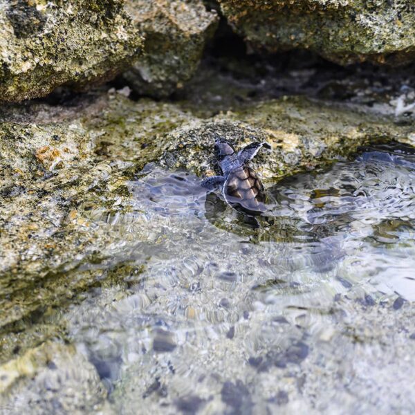 Turtle hatchling climbing out of the water onto rocks