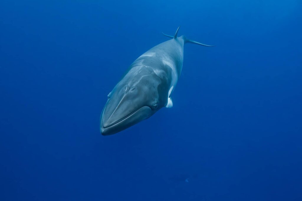 Minke whale underwater in Australia