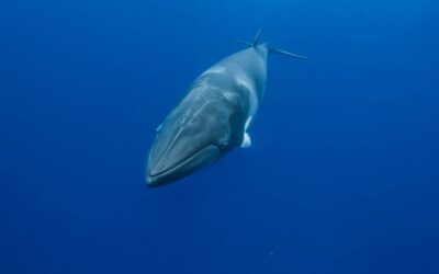 The Minke Whales Are Here: Essential Tips For Snorkeling & Photographing Them