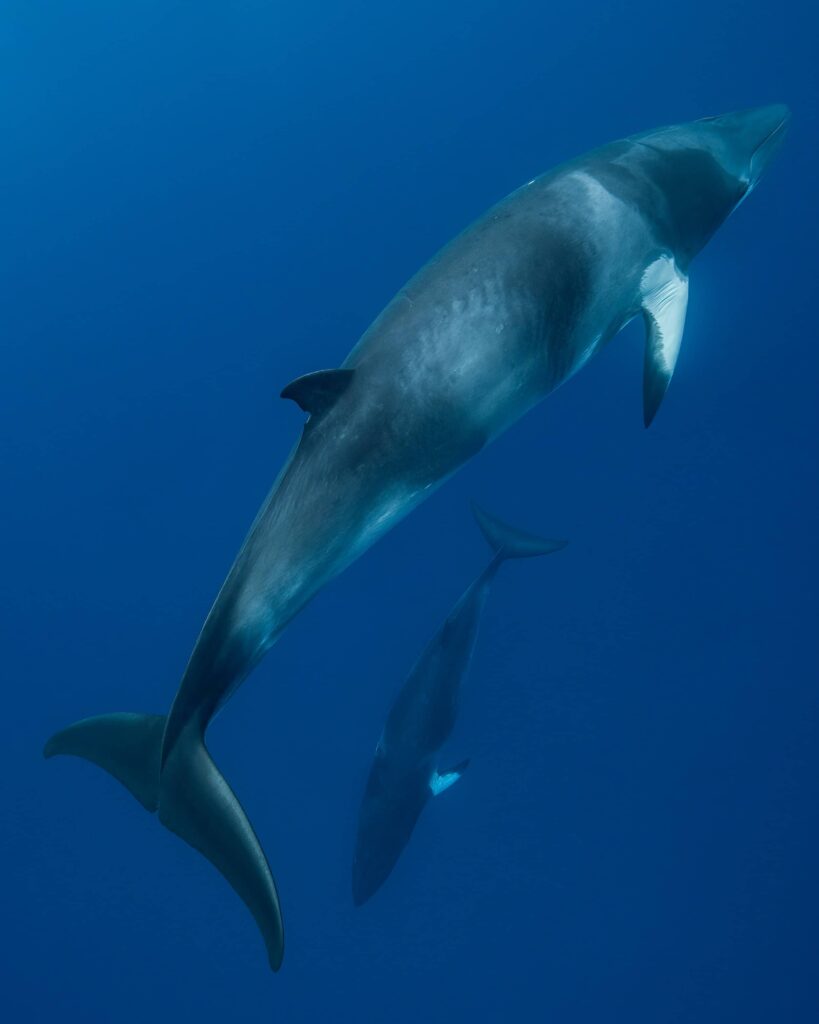 Two Minke whales underwater in Australia