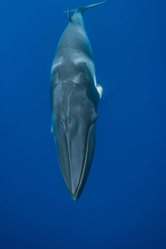 Minke whale underwater in Australia