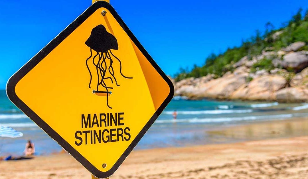 Diving Into Stinger Season: Exploring the Intricacies and Wonders of the Great Barrier Reef
