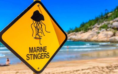 Diving Into Stinger Season: Exploring the Intricacies and Wonders of the Great Barrier Reef